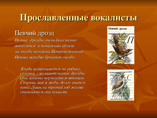 Певчие дрозды очень болезненно относятся к появлению вблизи  их гнезда человека.Потревоженные Птицы нередко бросают гнездо.   Когда возвращаются на родину. соловьи, смолкают певчие дрозды. Они заняты кормлением птенцов. Соловьи, как и люди, долго учатся петь. Лишь на третий год жизни становятся они певцами