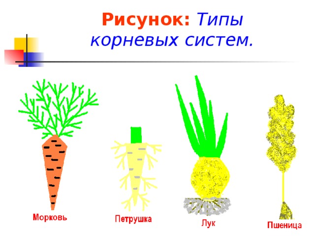 Рисунок:  Типы корневых систем.