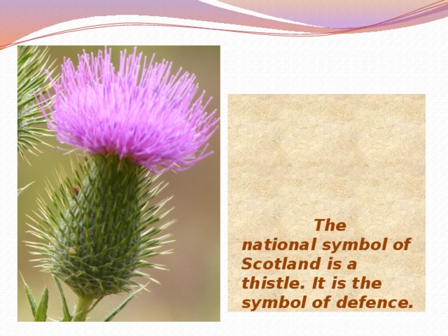 The national symbol of Scotland is a thistle. It is the symbol of defence.
