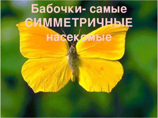 Бабочки- самые СИММЕТРИЧНЫЕ насекомые