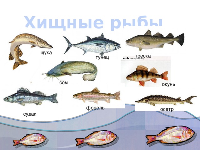 Картинки рыбы с подписями