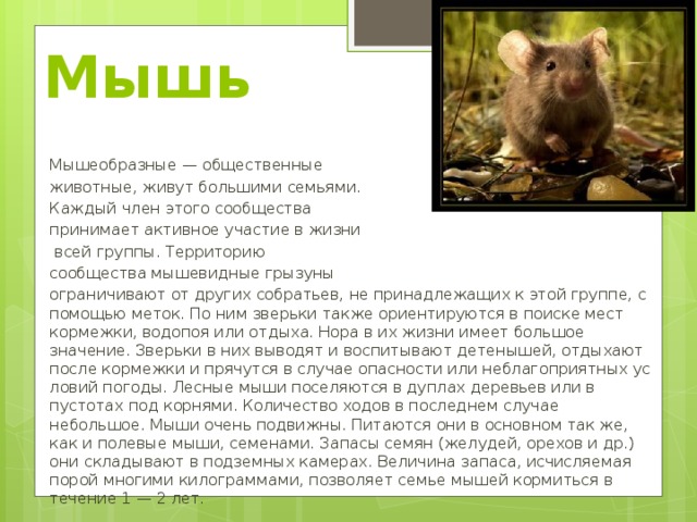 Мышь относится к группе. Информация о мышах. Мыши краткое описание. Энциклопедия текст о мышах.