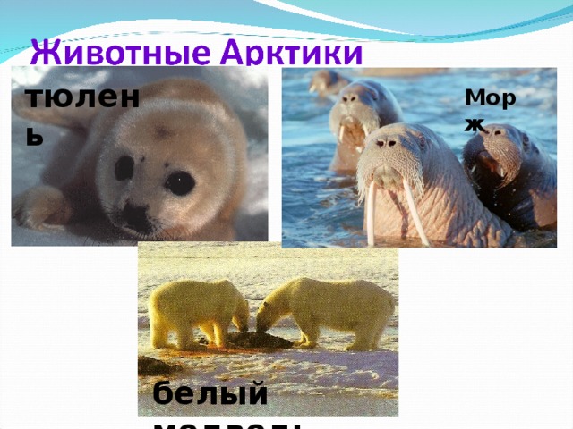 тюлень Морж белый медведь