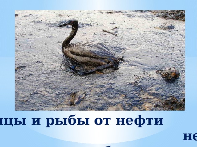 Птицы и рыбы от нефти не погибали