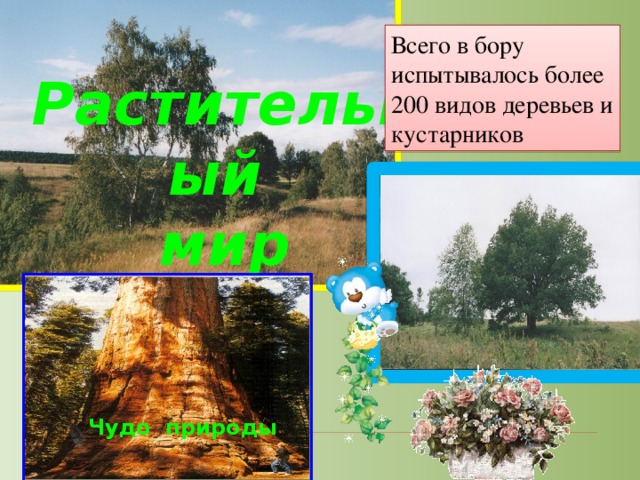 Всего в бору испытывалось более 200 видов деревьев и кустарников Растительный  мир Чудо природы