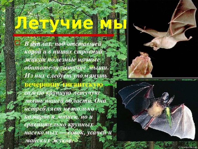 Летучие мыши