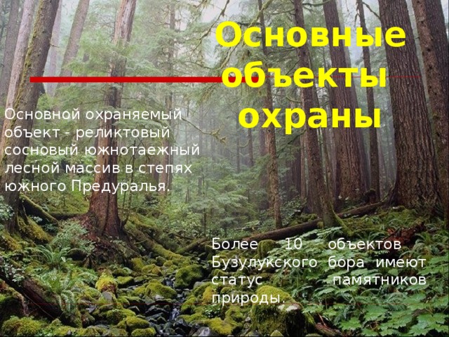 Основные объекты охраны Основной охраняемый объект - реликтовый сосновый южнотаежный лесной массив в степях южного Предуралья. Более 10 объектов Бузулукского бора имеют статус памятников природы.