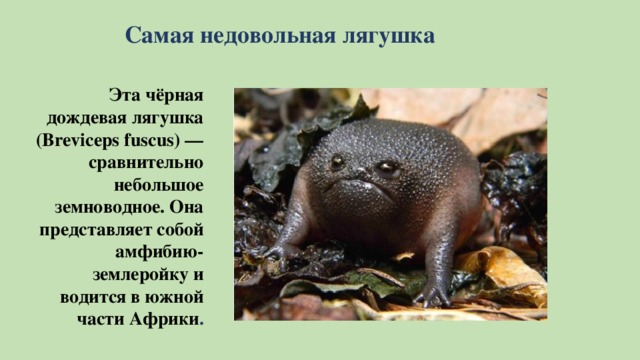 Самая недовольная лягушка Эта чёрная дождевая лягушка (Breviceps fuscus) — сравнительно небольшое земноводное. Она представляет собой амфибию-землеройку и водится в южной части Африки .