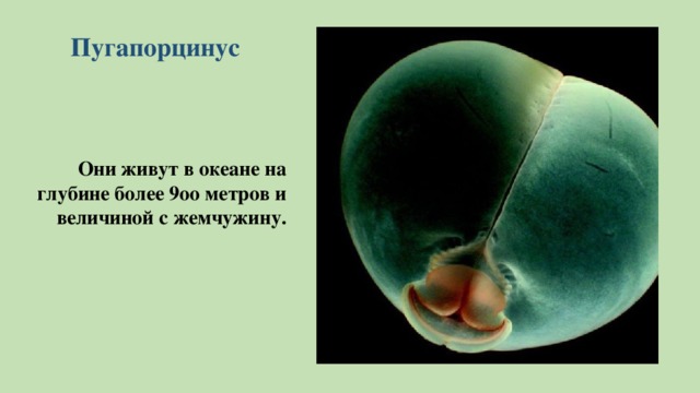 Пугапорцинус Они живут в океане на глубине более 9оо метров и величиной с жемчужину.