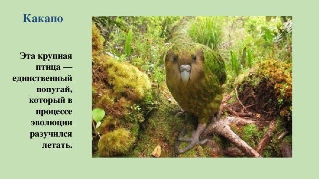 Какапо Эта крупная птица — единственный попугай, который в процессе эволюции разучился летать.