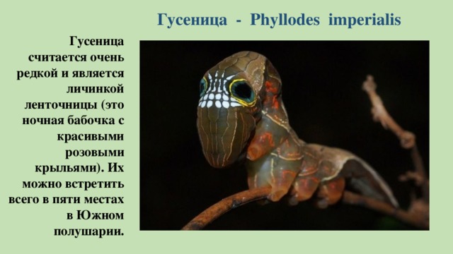 Гусеница - Phyllodes imperialis Гусеница считается очень редкой и является личинкой ленточницы (это ночная бабочка с красивыми розовыми крыльями). Их можно встретить всего в пяти местах в Южном полушарии.