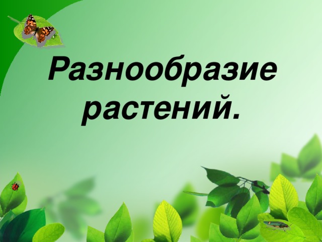 Разнообразие растений.