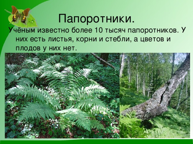 Папоротники. Учёным известно более 10 тысяч папоротников. У них есть листья, корни и стебли, а цветов и плодов у них нет.