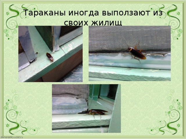 Тараканы иногда выползают из своих жилищ