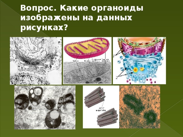 Вопрос. Какие органоиды изображены на данных рисунках?