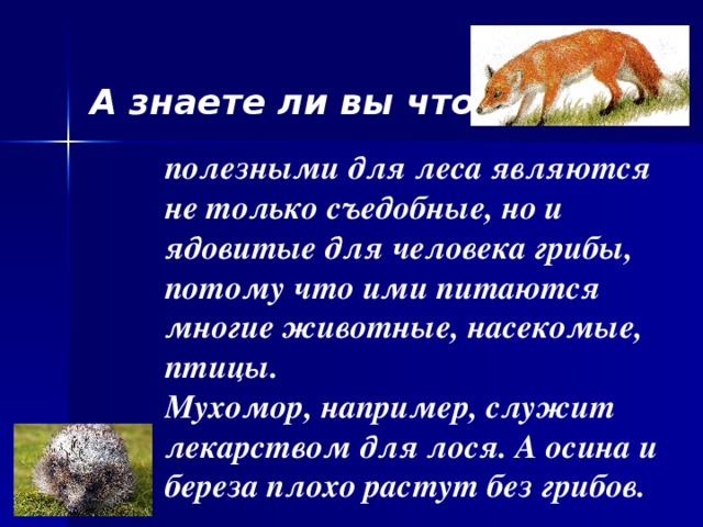 А знаете ли вы что…  полезными для леса являются не только съедобные, но и ядовитые для человека грибы, потому что ими питаются многие животные, насекомые, птицы. Мухомор, например, служит лекарством для лося. А осина и береза плохо растут без грибов.