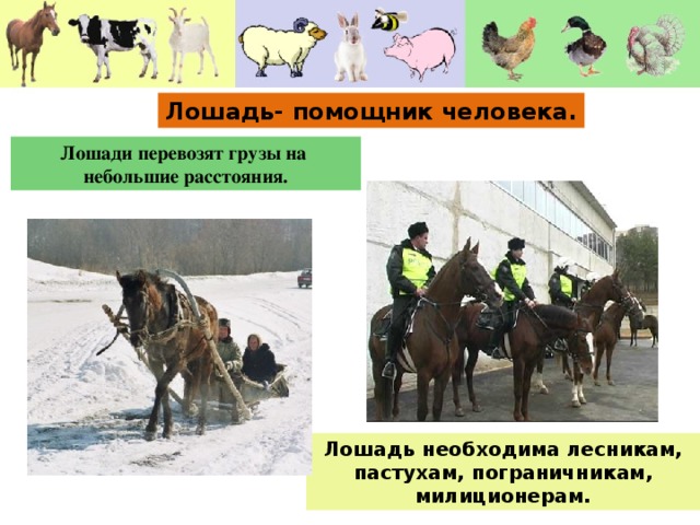 Лошадь- помощник человека. Лошади перевозят грузы на небольшие расстояния. Лошадь необходима лесникам, пастухам, пограничникам, милиционерам.