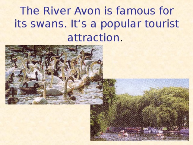 The River Avon is famous for its swans. It ‘s a popular tourist attraction .