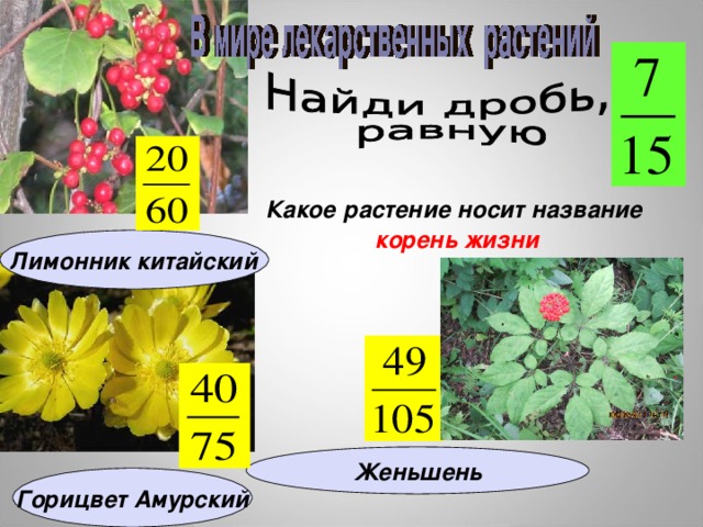 Какое  растение носит название  корень жизни Лимонник китайский Женьшень Горицвет Амурский 15