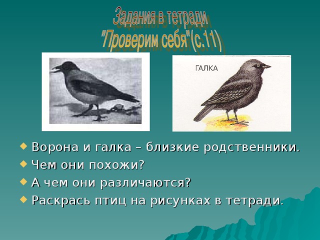 Ворона и галка – близкие родственники. Чем они похожи? А чем они различаются? Раскрась птиц на рисунках в тетради.