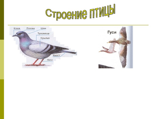 1.Какую птицу вы узнали? 2.Рассмотрите тело птицы. 3.Назовите все части тела. 4.Каких ещё птиц видите? 5.Какой части тела не видно? Почему? 6.Гуси и голуби – это птицы? Докажите ответ.