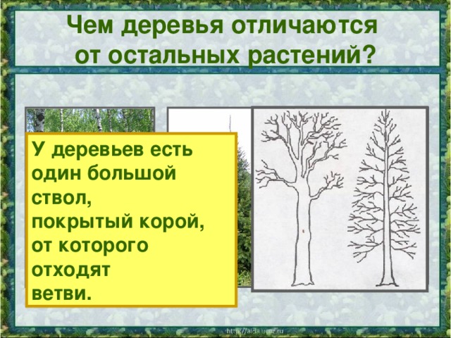 Чем деревья отличаются  от остальных растений? У деревьев есть один большой ствол, покрытый корой, от которого отходят ветви.