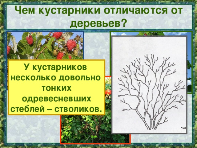 Чем кустарники отличаются от деревьев? У кустарников несколько довольно тонких одревесневших стеблей – стволиков.