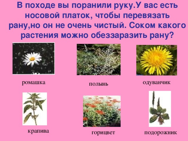 В походе вы поранили руку.У вас есть носовой платок, чтобы перевязать рану,но он не очень чистый. Соком какого растения можно обеззаразить рану? ромашка одуванчик полынь крапива горицвет подорожник