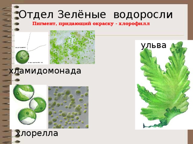Отдел Зелёные водоросли Пигмент, придающий окраску - хлорофилл ульва хламидомонада хлорелла