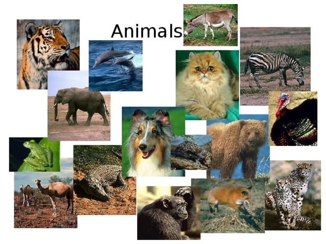 Animals