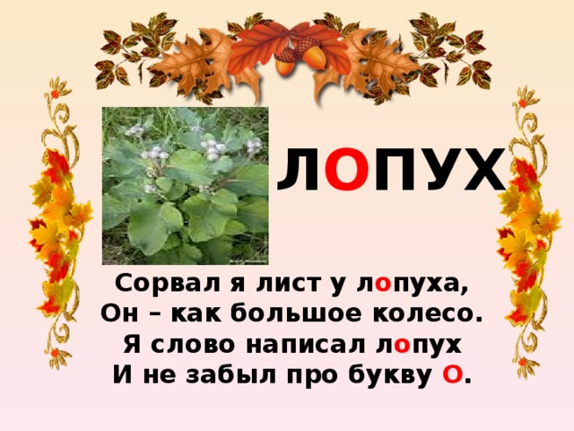 Л О ПУХ Сорвал я лист у л о пуха,  Он – как большое колесо.  Я слово написал л о пух  И не забыл про букву О .