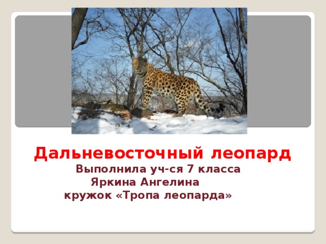 Дальневосточный  леопард  Выполнила уч-ся 7 класса  Яркина Ангелина  кружок «Тропа леопарда»