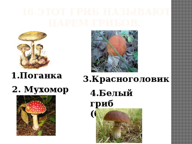 16.Этот гриб называют царем грибов. 1.Поганка 3.Красноголовик  4.Белый гриб (боровик) 2. Мухомор