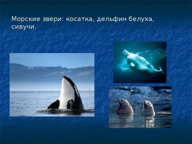 Морские звери: косатка, дельфин белуха, сивучи.