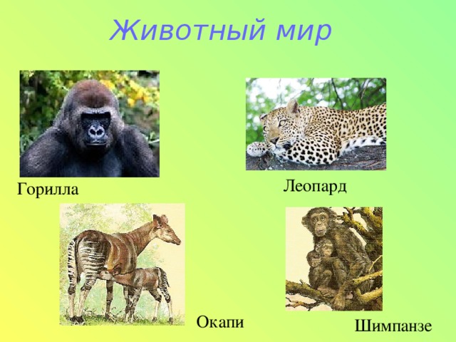 Животный мир Леопард Горилла Окапи Шимпанзе
