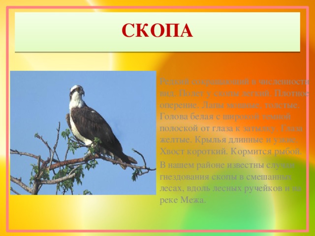 СКОПА Редкий сокращающий в численности вид. Полет у скопы легкий. Плотное оперение. Лапы мощные, толстые. Голова белая с широкой темной полоской от глаза к затылку. Глаза желтые. Крылья длинные и узкие. Хвост короткий. Кормится рыбой. В нашем районе известны случаи гнездования скопы в смешанных лесах, вдоль лесных ручейков и на реке Межа.