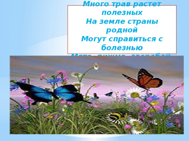 Много трав растет полезных На земле страны родной Могут справиться с болезнью Мята, пижма ,зверобой.