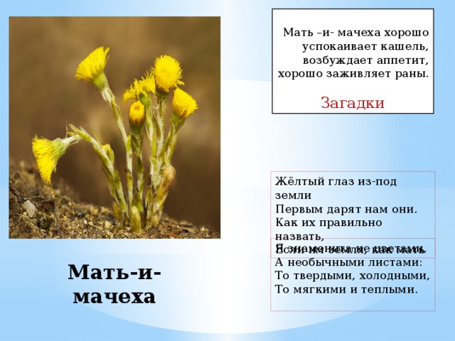 Мать –и- мачеха хорошо успокаивает кашель, возбуждает аппетит, хорошо заживляет раны.   Загадки Жёлтый глаз из-под земли  Первым дарят нам они.  Как их правильно назвать,  Если им земля, как мать Я знаменита не цветами,  А необычными листами:  То твердыми, холодными,  То мягкими и теплыми.   Мать-и-мачеха