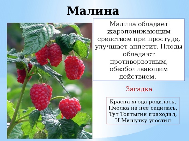 Малина Малина обладает жаропонижающим средством при простуде, улучшает аппетит. Плоды обладают противорвотным, обезболивающим действием. Загадка Красна ягода родилась,  Пчелка на нее садилась,  Тут Топтыгин приходил,  И Мишутку угостил