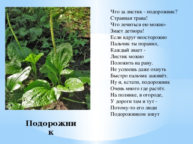 Что за листик - подорожник?  Странная трава!  Что лечиться ею можно-  Знает детвора!  Если вдруг неосторожно  Пальчик ты поранил,   Каждый знает -   Листик можно  Положить на рану.  Не успеешь даже охнуть  Быстро пальчик заживёт.  Ну и, кстати, подорожник  Очень много где растёт.  На полянке, в огороде,  У дороги там и тут -   Потому-то его люди  Подорожником зовут Подорожник