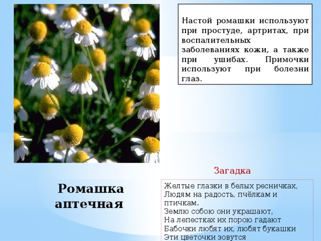 Настой ромашки используют при простуде, артритах, при воспалительных заболеваниях кожи, а также при ушибах. Примочки используют при болезни глаз. Загадка Ромашка аптечная Желтые глазки в белых ресничках,  Людям на радость, пчёлкам и птичкам.  Землю собою они украшают,  На лепестках их порою гадают  Бабочки любят их, любят букашки  Эти цветочки зовутся 