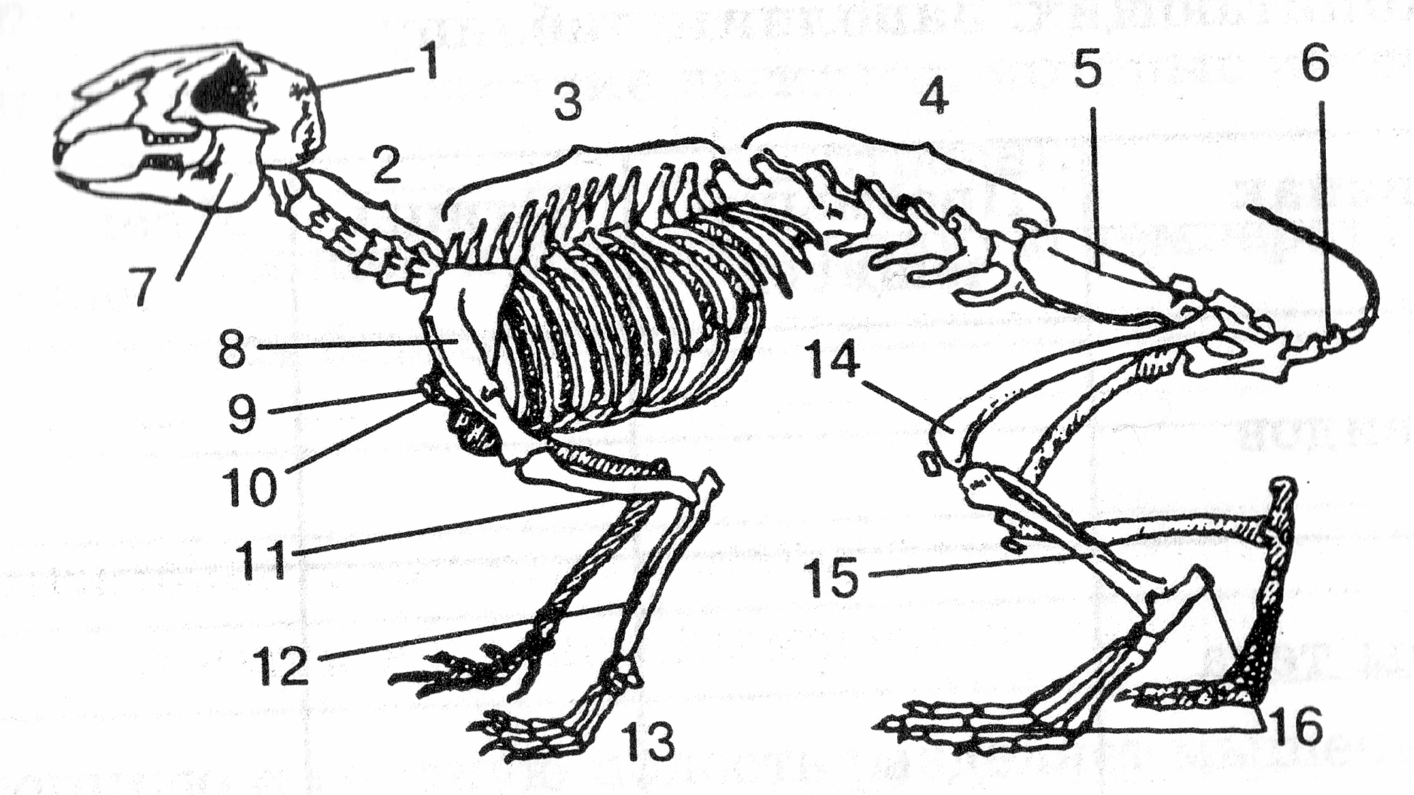 Особенности строения скелета кролика. Скелет млекопитающего 7 класс биология. Осевой скелет кролика. Скелет кролика подписанный. Строение скелета кролика.