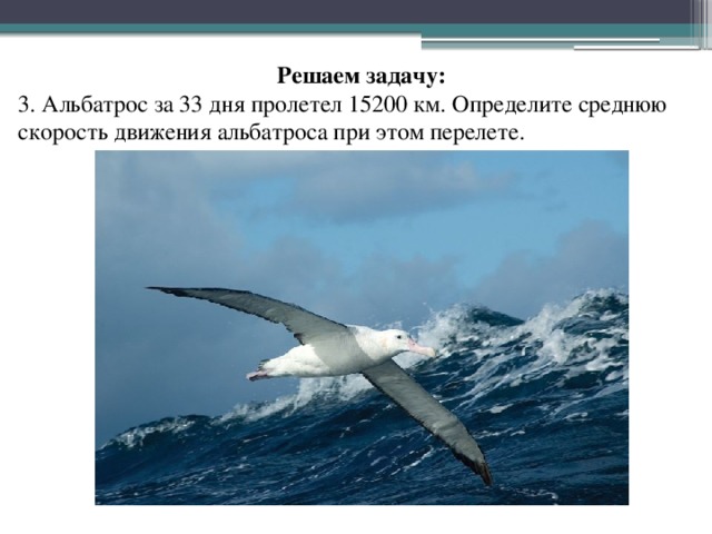 Решаем задачу: 3. Альбатрос за 33 дня пролетел 15200 км. Определите среднюю скорость движения альбатроса при этом перелете.