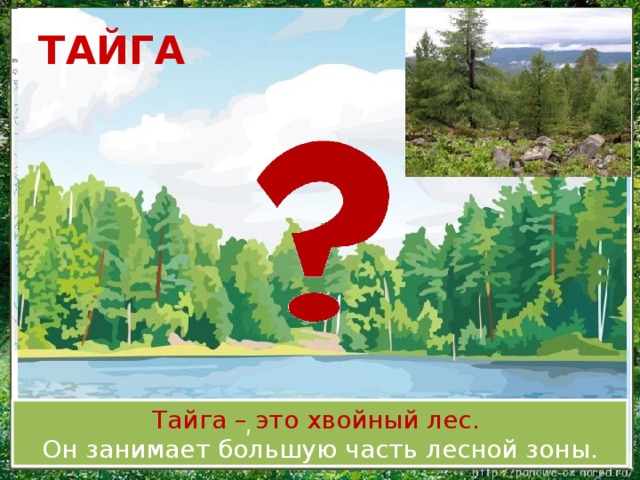 ТАЙГА Тайга – это хвойный лес. Он занимает большую часть лесной зоны. ʹ