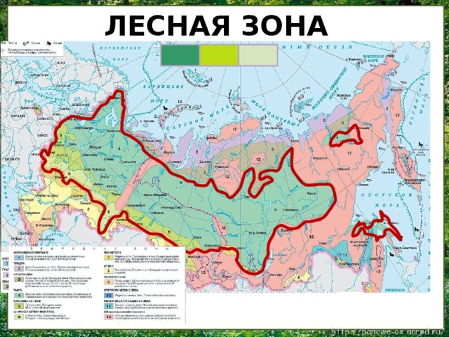 На каких территориях расположена тайга. Контурная карта природные зоны России Тайга. Тайга на карте России. Зона леса на карте России. Лесная зона на карте России.