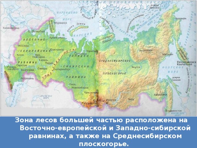 Зона лесов большей частью расположена на Восточно-европейской и Западно-сибирской равнинах, а также на Среднесибирском плоскогорье.