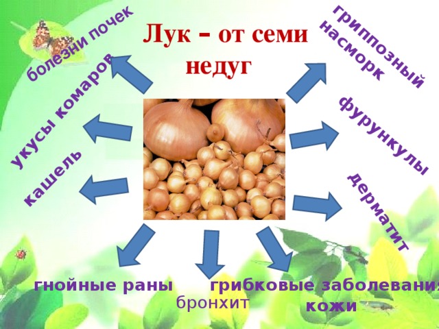 Проект лук от семи недуг в старшей группе