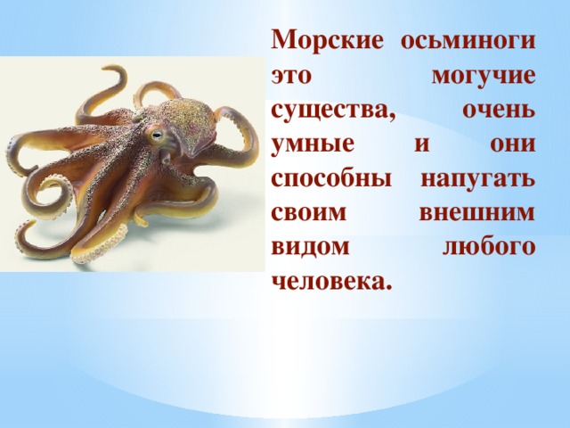 Морские осьминоги это могучие существа, очень умные и они способны напугать своим внешним видом любого человека.