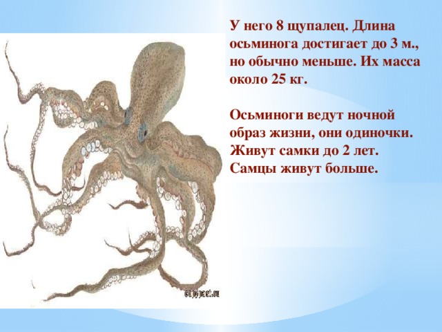 У него 8 щупалец. Длина осьминога достигает до 3 м., но обычно меньше. Их масса около 25 кг.   Осьминоги ведут ночной образ жизни, они одиночки. Живут самки до 2 лет. Самцы живут больше.