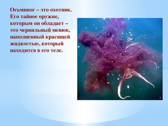 Осьминог – это охотник. Его тайное оружие, которым он обладает – это чернильный мешок, наполненный красящей жидкостью, который находится в его теле.